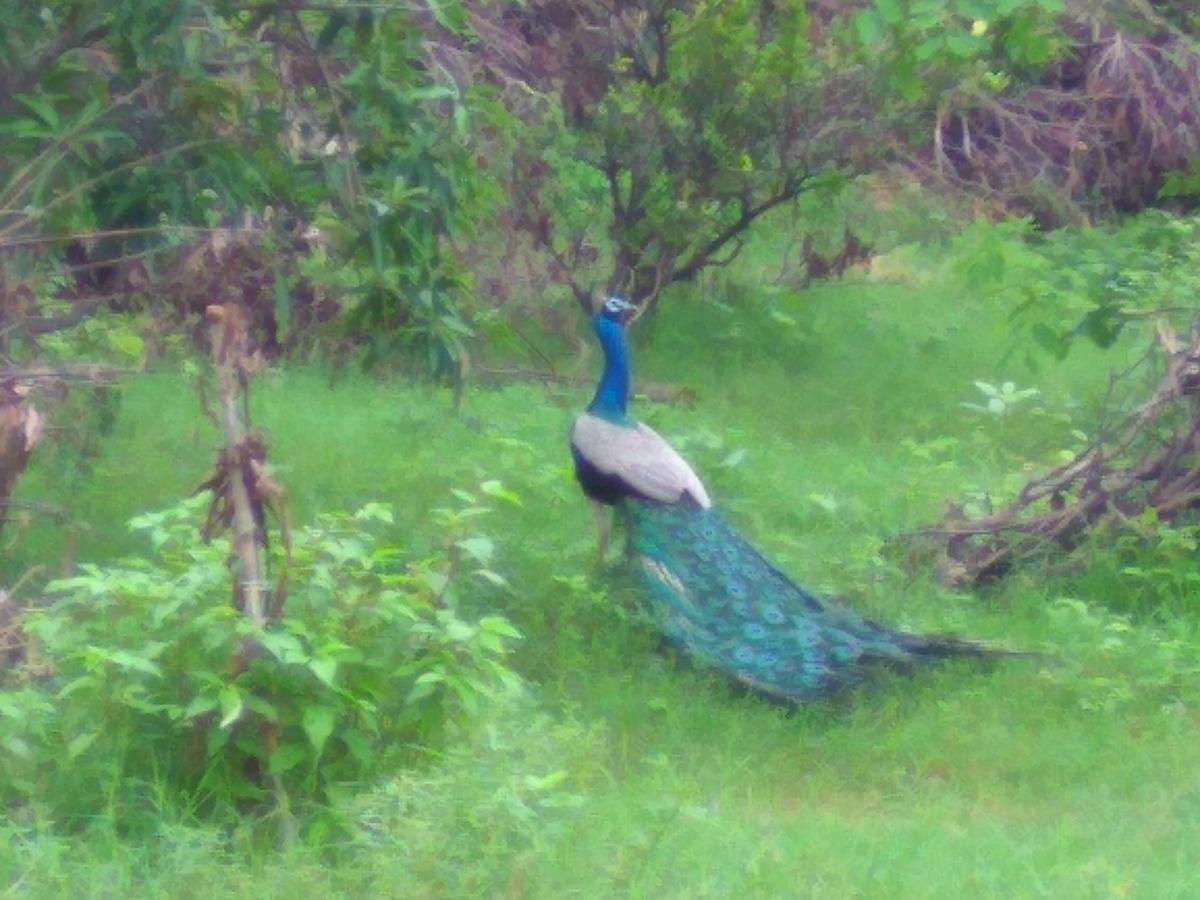 Ranakpur Nature Retreat Hotel Sādri Buitenkant foto